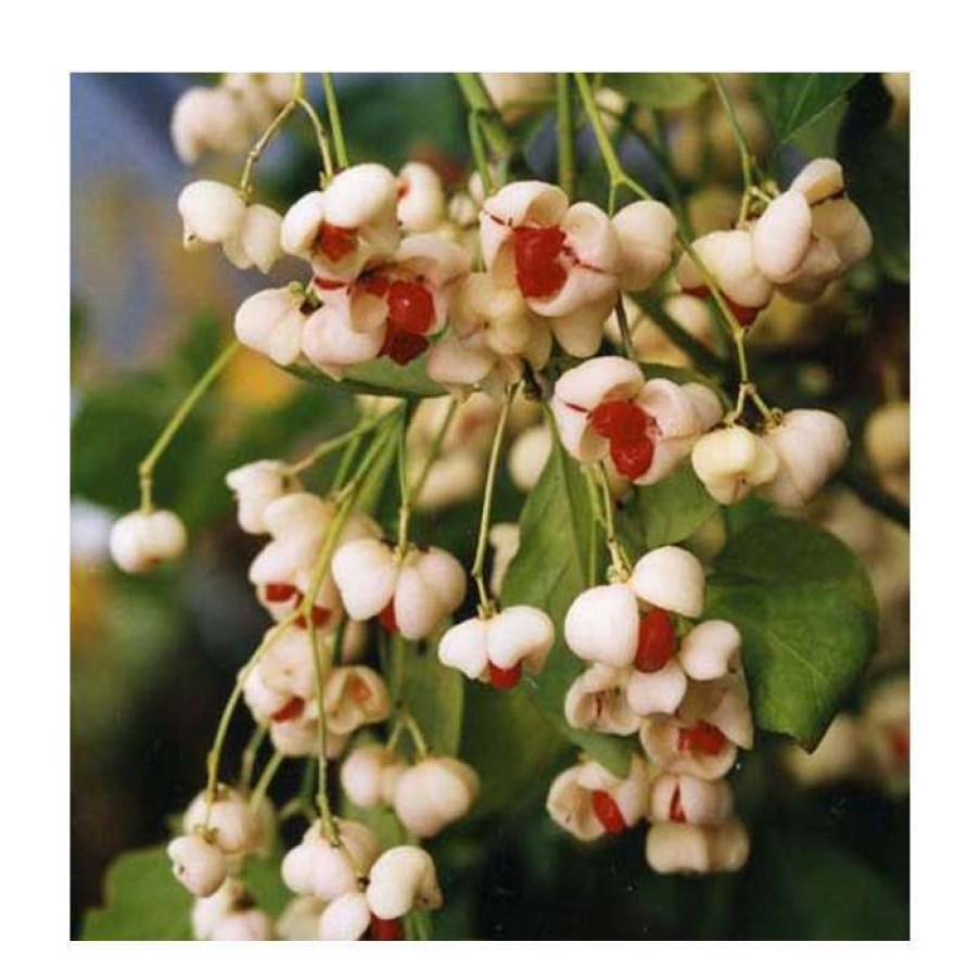 Ornamental Shrubs * | Euonymus Hamiltonianus 'Koi Boy' | Spindle Tree | 12L Pot | 150-180Cm | By Frank P Matthews