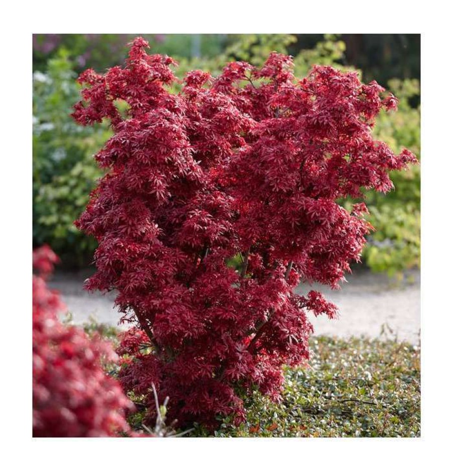 Ornamental Trees * | Acer Palmatum 'Shaina' | Japanese Maple Tree | 11.5L Pot Patio Top Worked At 40Cm | By Frank P Matthews