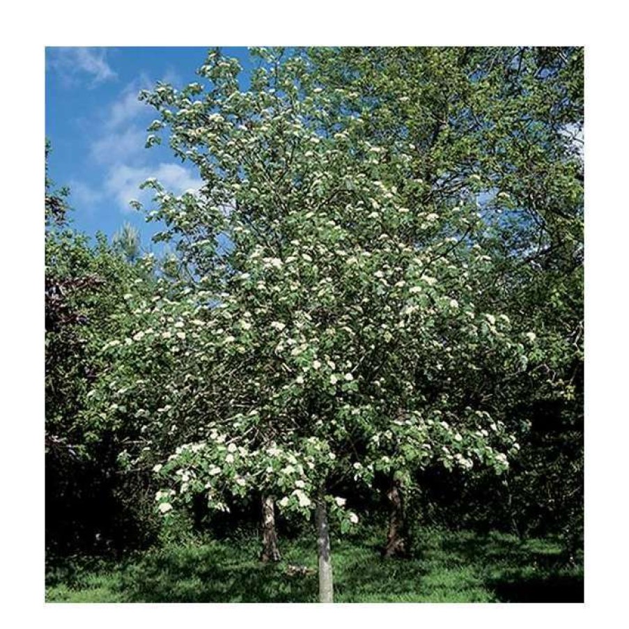 Ornamental Trees * | Crataegus Laevigata 'Plena' | Hawthorn Tree