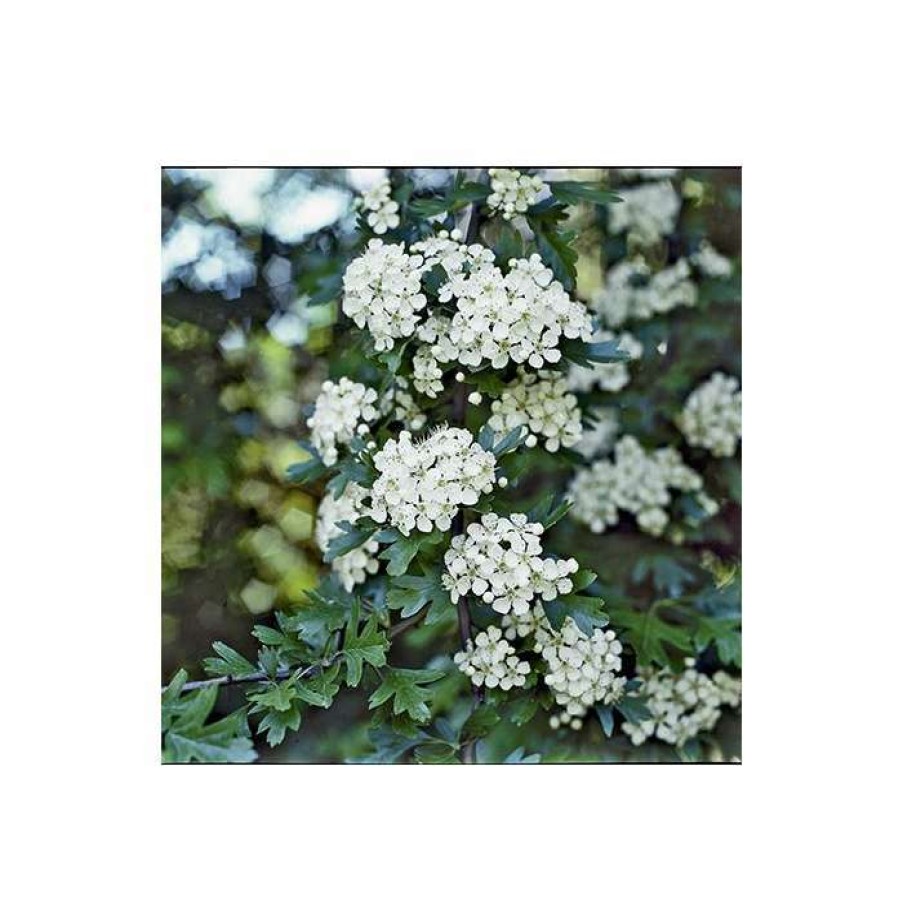 Ornamental Trees * | Crataegus Laevigata 'Plena' | Hawthorn Tree