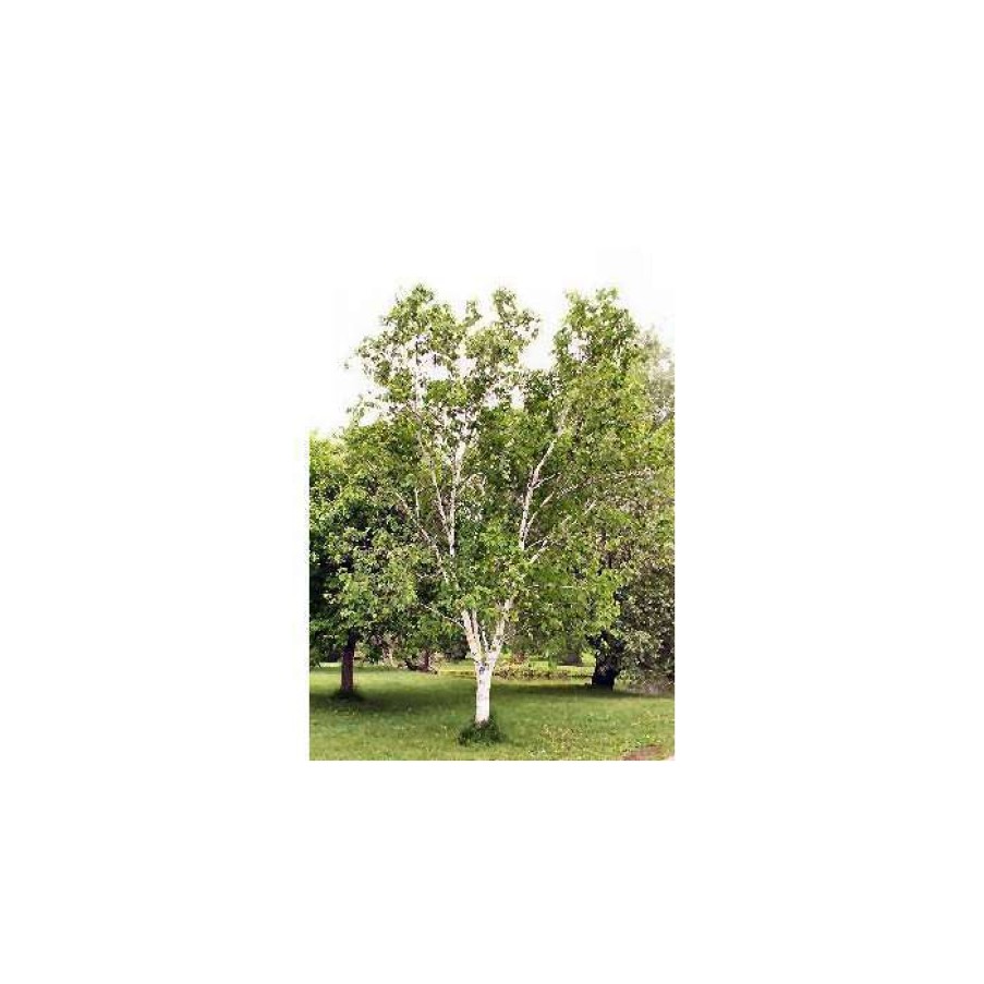 Ornamental Trees * | Betula Papyrifera | Paper Birch Tree | 9L Pot | 120-150Cm