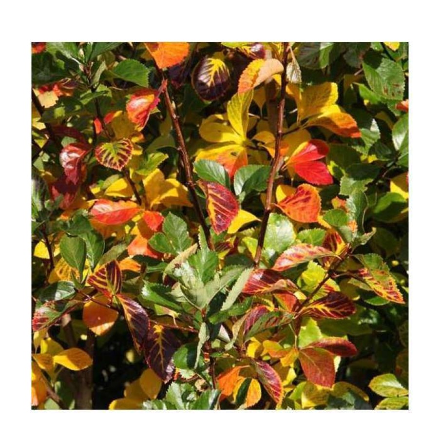 Ornamental Trees * | Crataegus Prunifolia 'Splendens' | Frosted Hawthorn Tree | 12L Pot | 150-180Cm | By Frank P Matthews