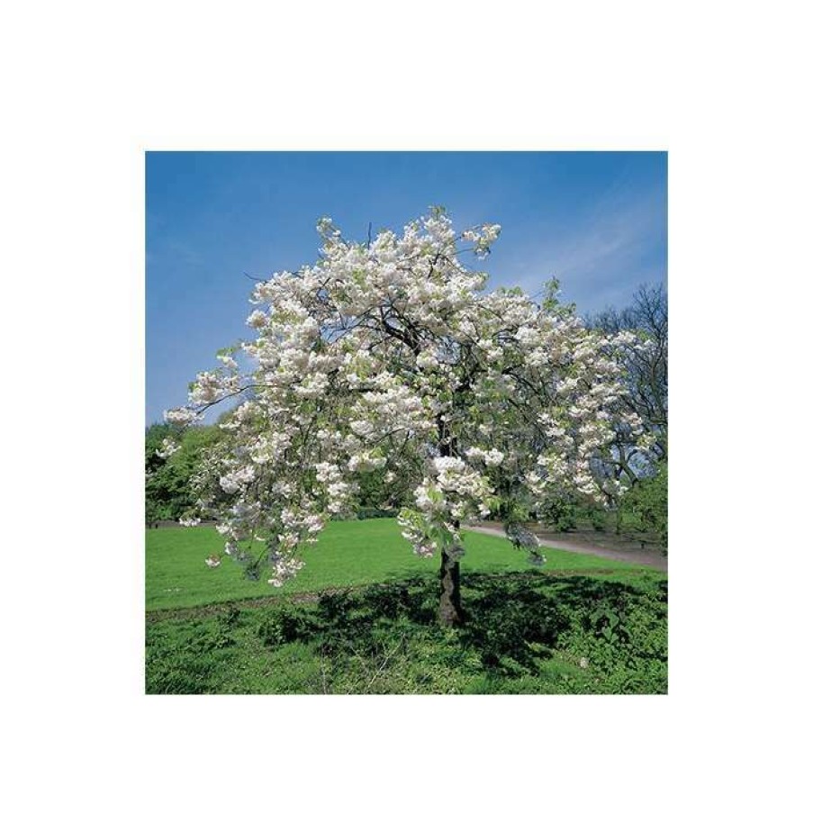 Ornamental Trees * | Prunus 'Shogetsu' | Cherry Blossom Tree