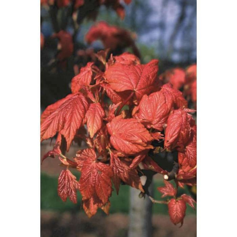 Ornamental Trees * | Acer Pseudoplatanus 'Prinz Handjery' | Dwarf Sycamore Tree | 12L Pot | 150-180Cm | By Frank P Matthews