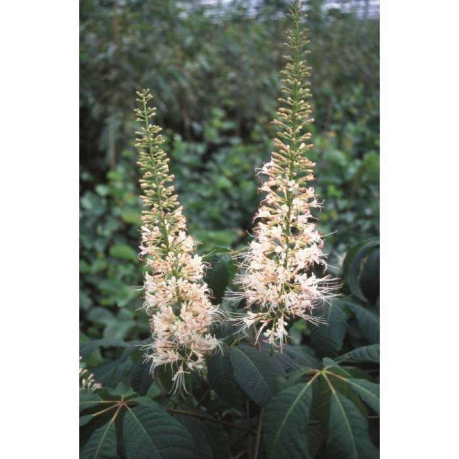 Ornamental Trees * | Aesculus Parviflora | Bottlebrush Buckeye | 12L Pot | 150-180Cm | By Frank P Matthews