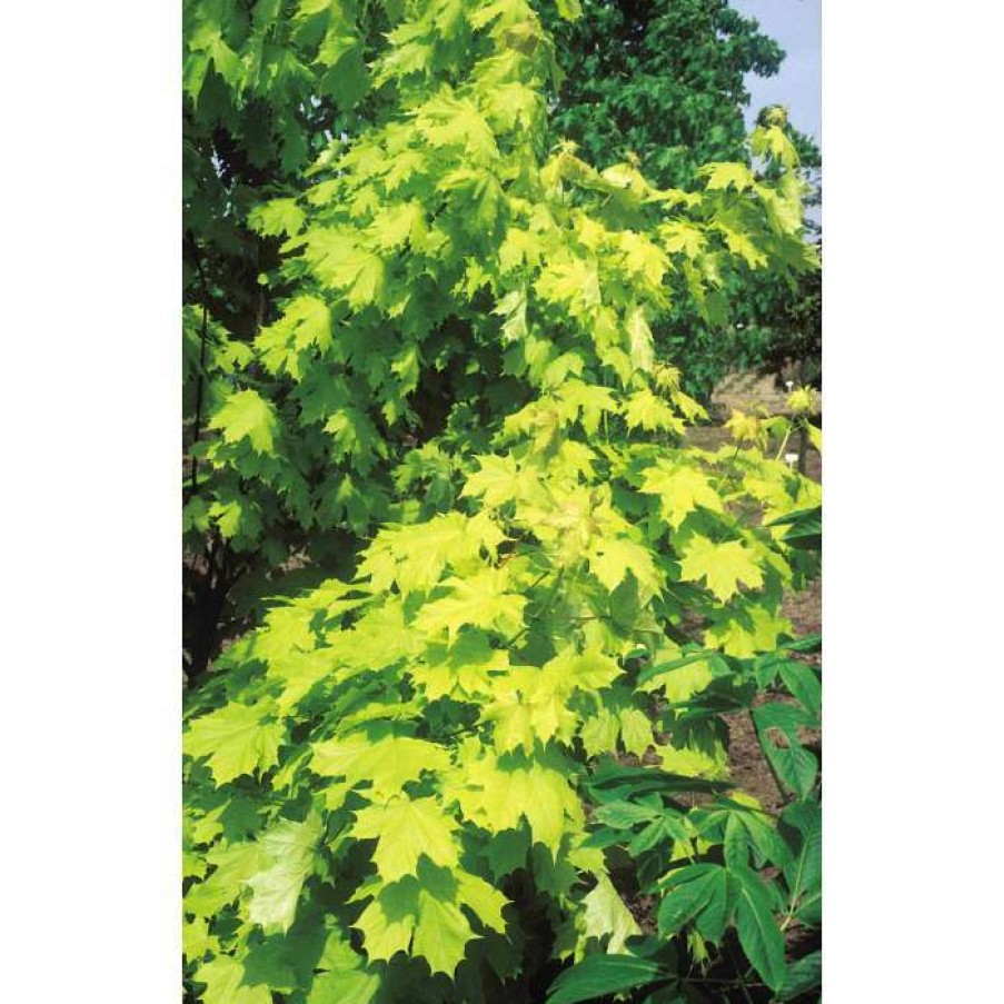 Ornamental Trees * | Acer Platanoides Princeton Gold ('Prigo'Pbr) | Norway Maple Tree | 12L Pot | 150-180Cm | By Frank P Matthews