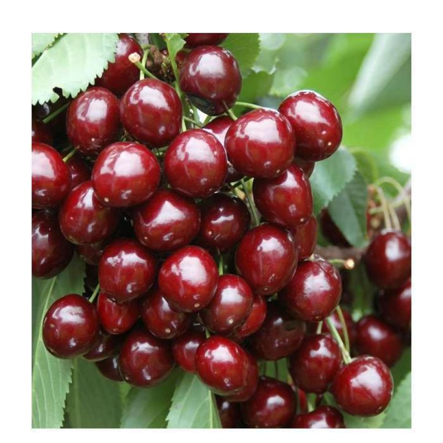 Fruit Trees * | 5Ft 'Stella' Cherry Tree | Colt Semi Vigorous Rootstock | 12L Pot | By Frank P Matthews