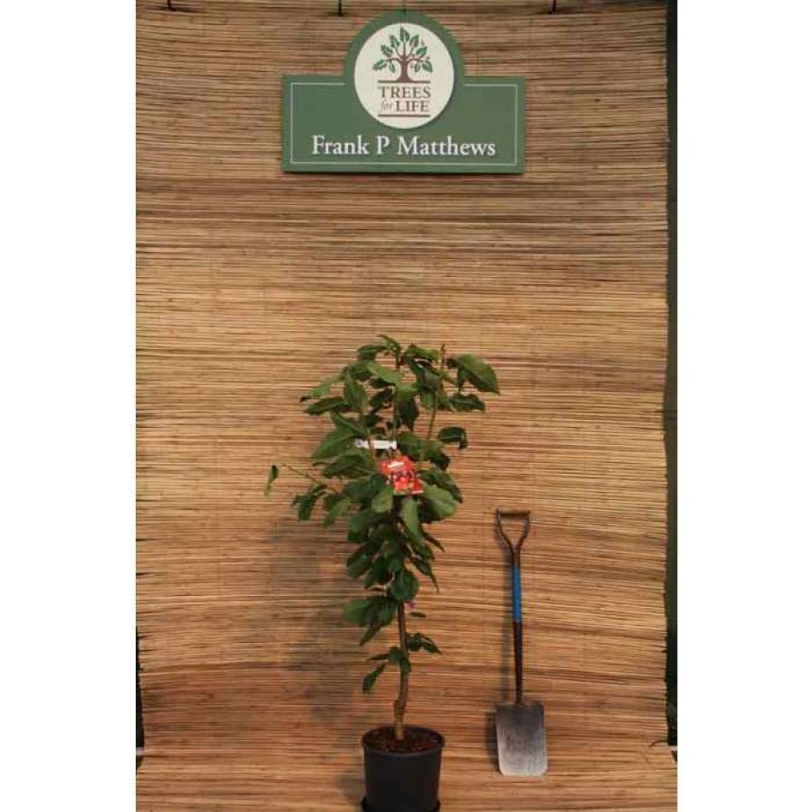 Fruit Trees * | 5Ft 'Stella' Cherry Tree | Colt Semi Vigorous Rootstock | 12L Pot | By Frank P Matthews