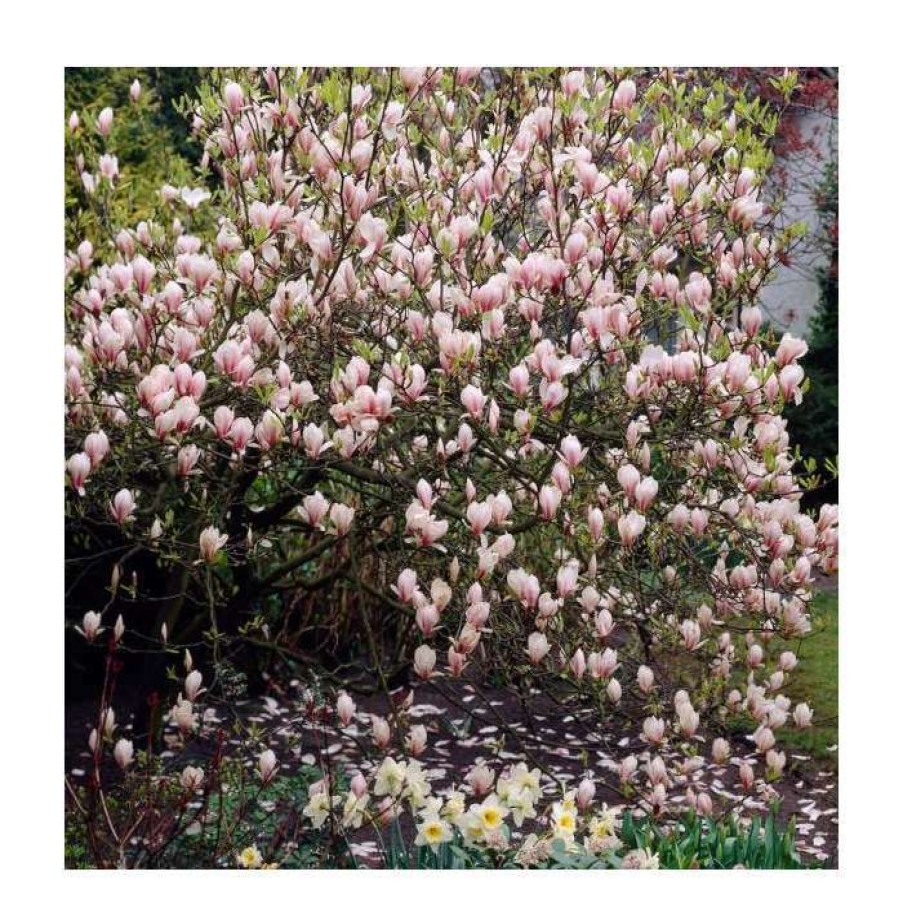 Ornamental Trees * | Magnolia Soulangeana