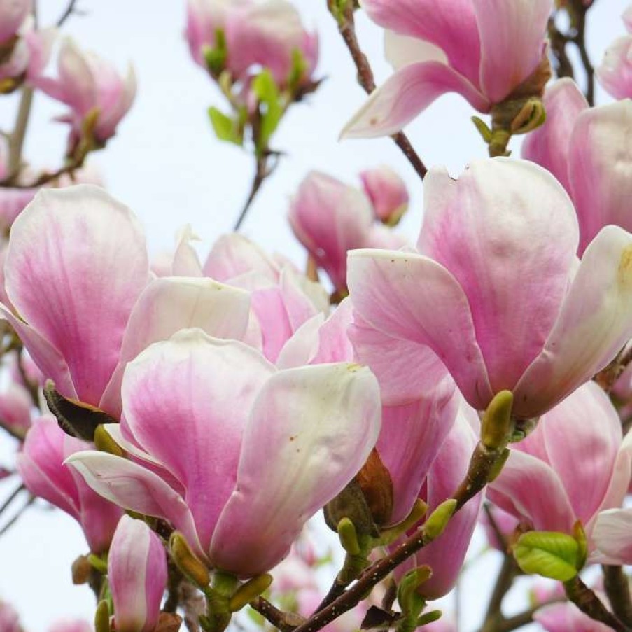 Ornamental Trees * | Magnolia Soulangeana