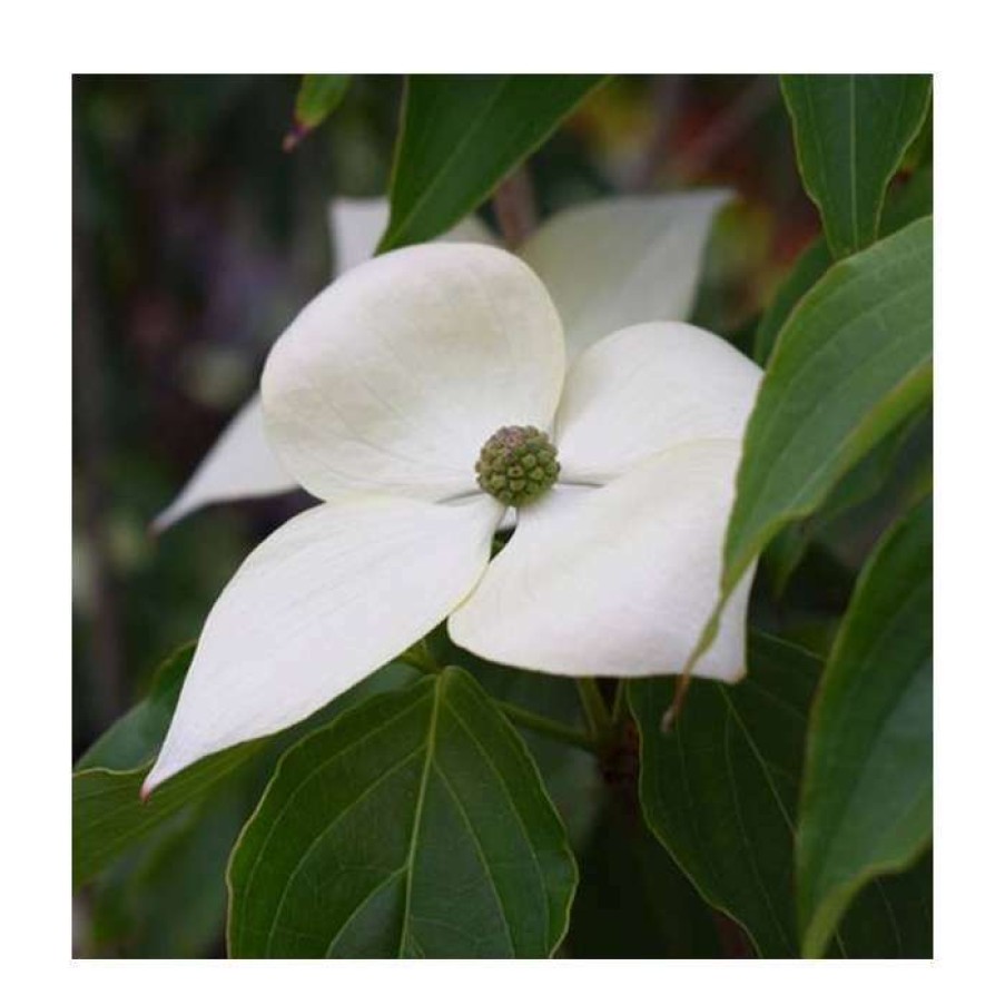 Ornamental Shrubs * | 5Ft 'Teutonia' Japanese Dogwood Tree | Cornus Kou 'Teutonia' | 12L Pot | By Frank P Matthews