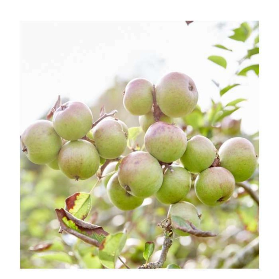 Fruit Trees * | Malus 'Harry M Jersey' | Apple Tree