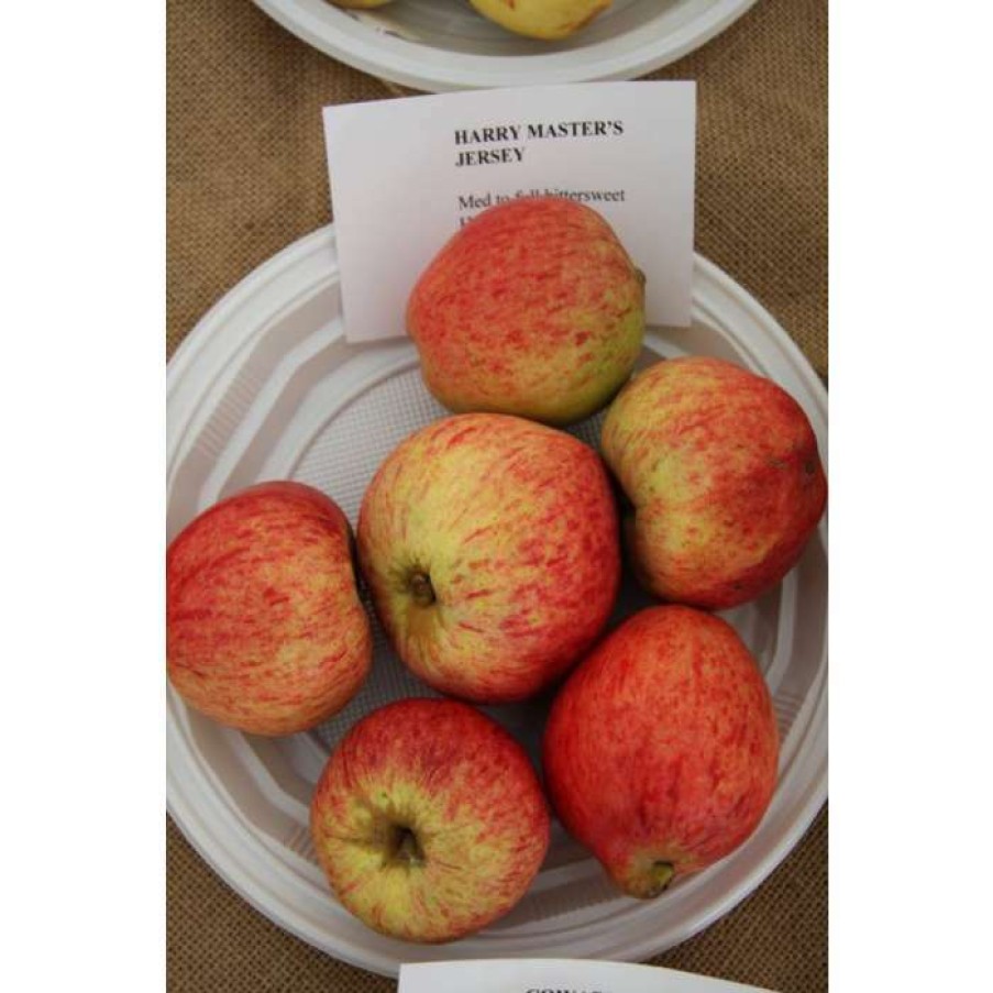 Fruit Trees * | Malus 'Harry M Jersey' | Apple Tree