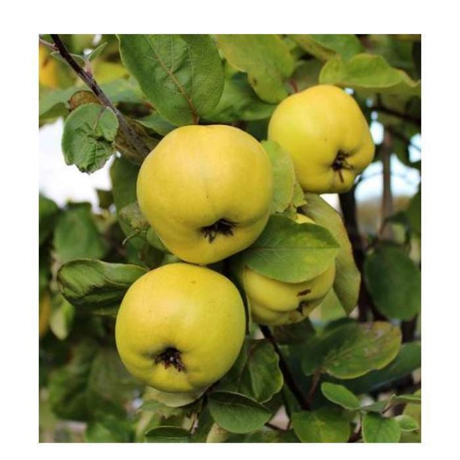 Fruit Trees * | 5Ft 'Serbian Gold' Quince Tree | Quince A Semi Dwarfing Rootstock | 12L Pot | By Frank P Matthews