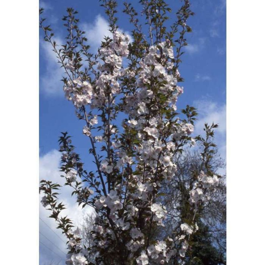 Ornamental Trees * | Prunus 'Sunset Boulevard' | Upright Cherry Blossom Tree | 12L Pot | 150-180Cm | By Frank P Matthews