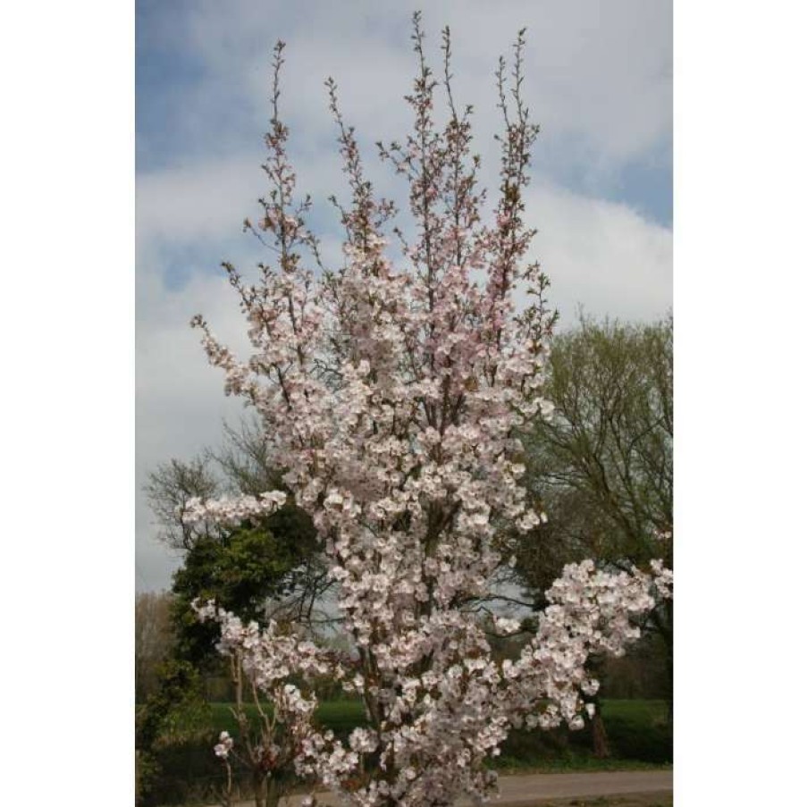 Ornamental Trees * | Prunus 'Sunset Boulevard' | Upright Cherry Blossom Tree | 12L Pot | 150-180Cm | By Frank P Matthews