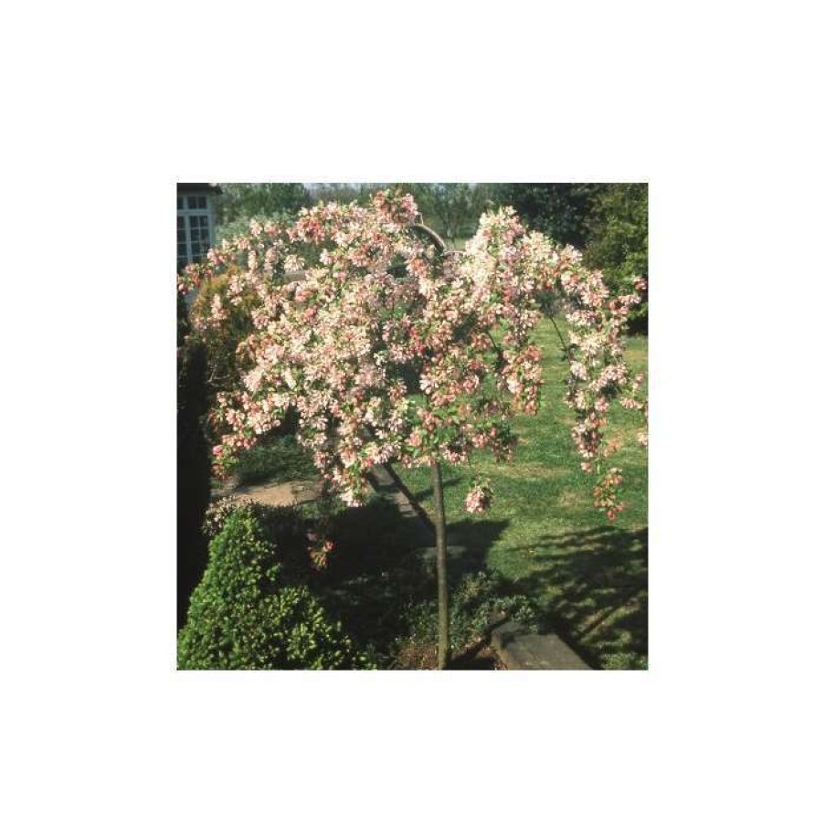 Winter Interest Plants * | Malus 'Sun Rival' | Crabapple Tree