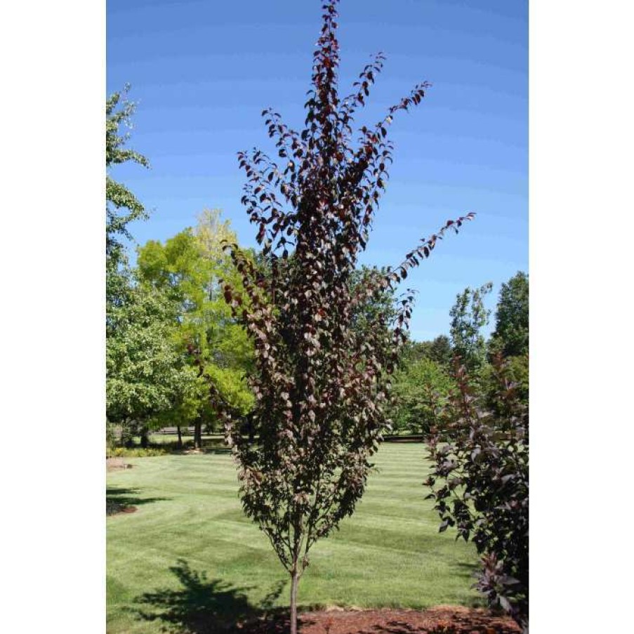 Ornamental Trees * | Prunus Cerasifera 'Crimson Pointe' | Columnar Cherry Blossom Tree | 12L Pot | 150-180Cm | By Frank P Matthews