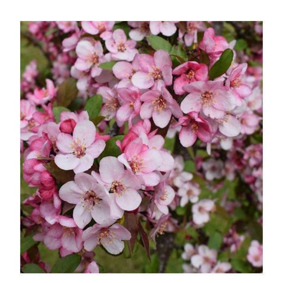 Ornamental Trees * | Malus 'Candymint' | Crab Apple Tree | 12L Pot | 150-180Cm | By Frank P Matthews