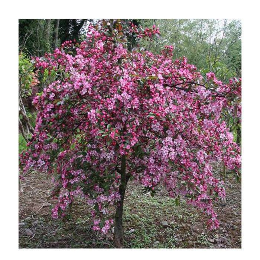 Ornamental Trees * | Malus 'Candymint' | Crab Apple Tree | 12L Pot | 150-180Cm | By Frank P Matthews