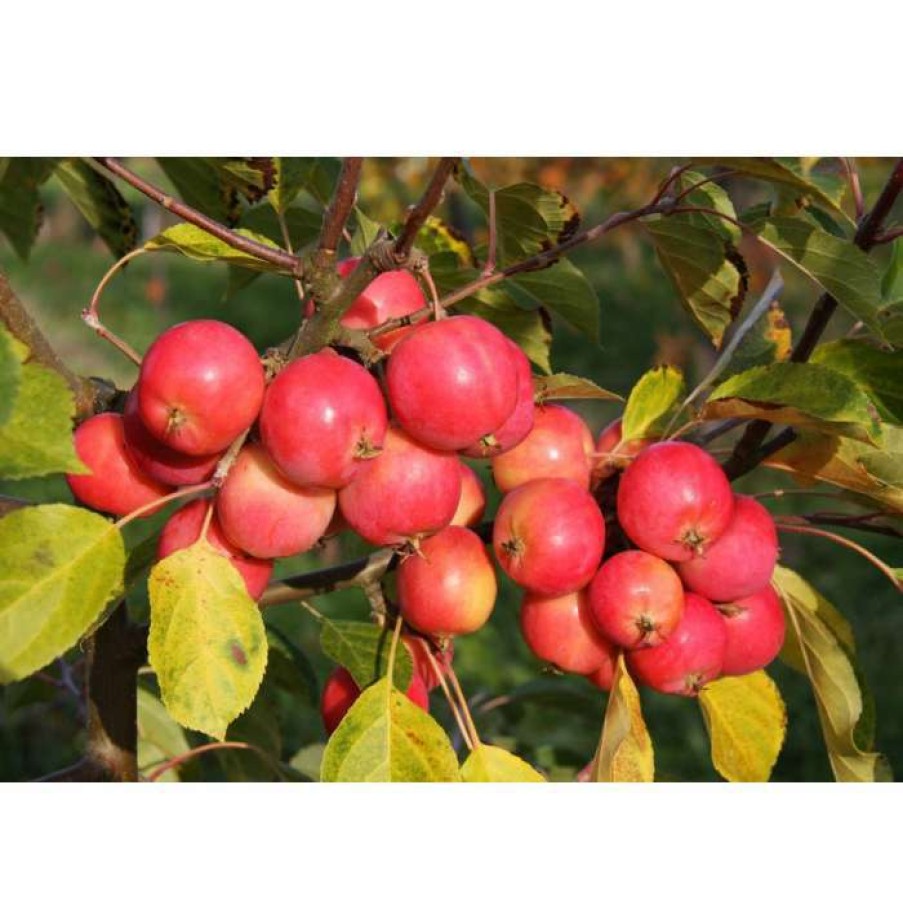 Winter Interest Plants * | Malus Jelly King | Culinary Crab Apple Tree | 12L Pot | 150-180Cm | By Frank P Matthews