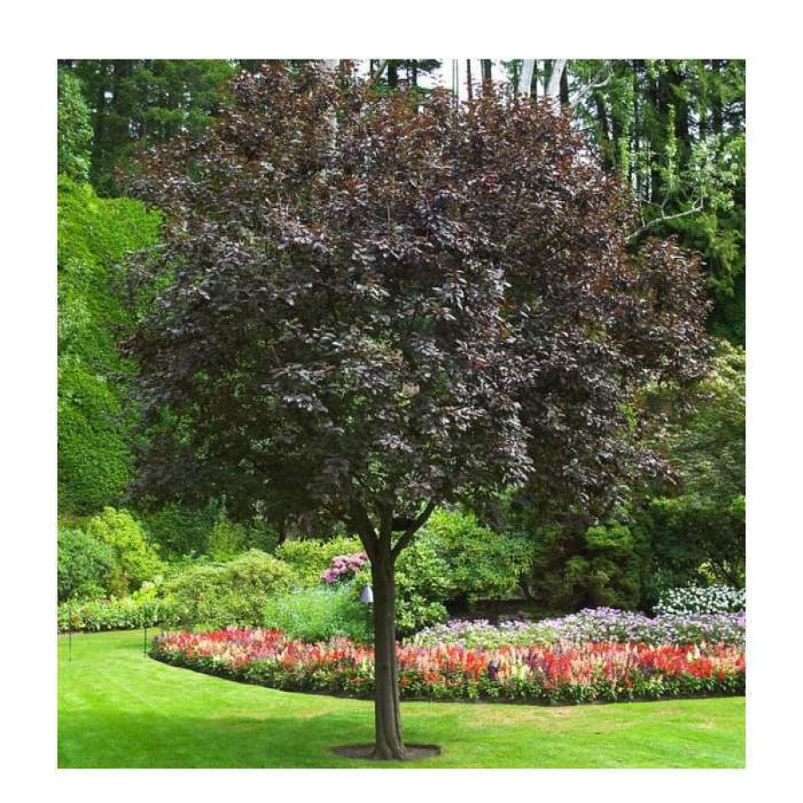 Ornamental Trees * | Prunus Cerasifera 'Nigra' | Cherry Blossom Tree | 12L Pot | 150-180Cm | By Frank P Matthews