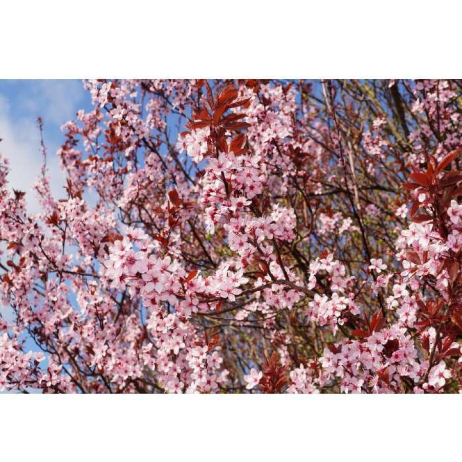 Ornamental Trees * | Prunus Cerasifera 'Nigra' | Cherry Blossom Tree | 12L Pot | 150-180Cm | By Frank P Matthews