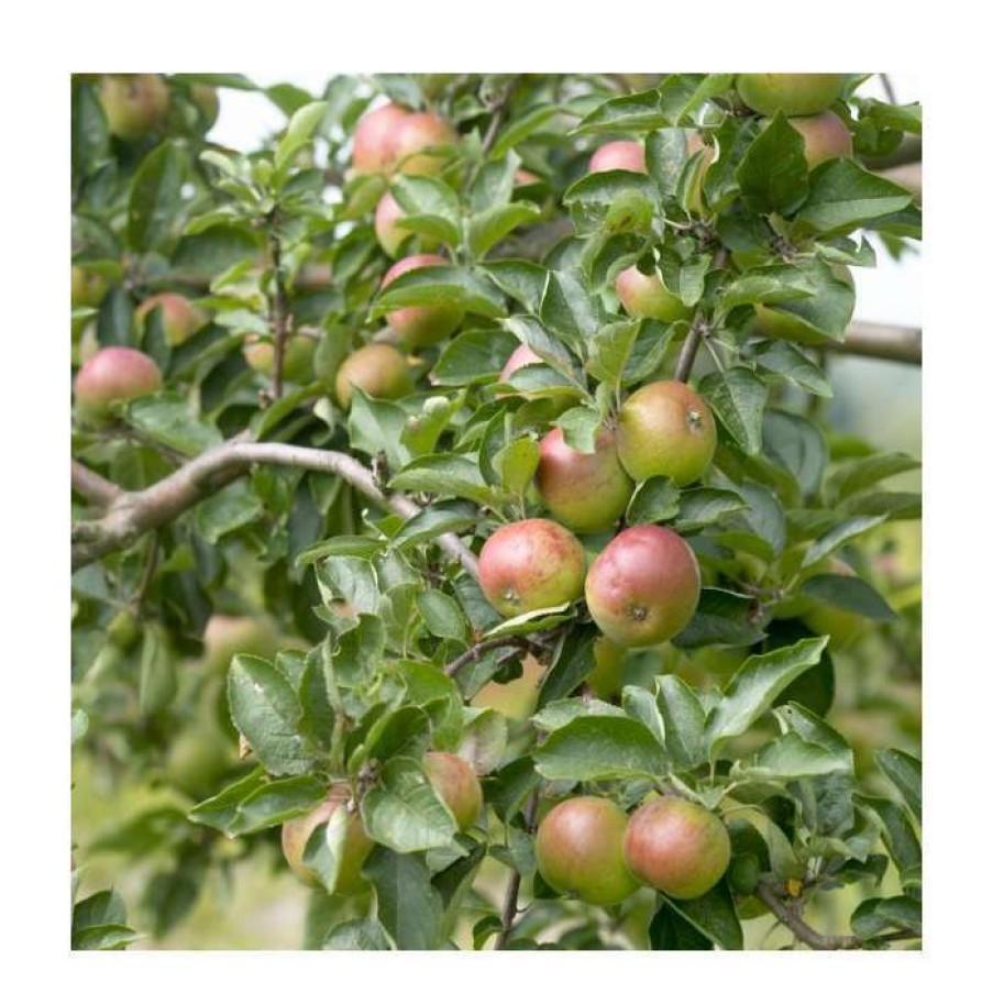 Fruit Trees * | 5Ft 'Dabinett' Cider Apple Tree | Mm106 Semi Vigorous Rootstock | 12L Pot | By Frank P Matthews