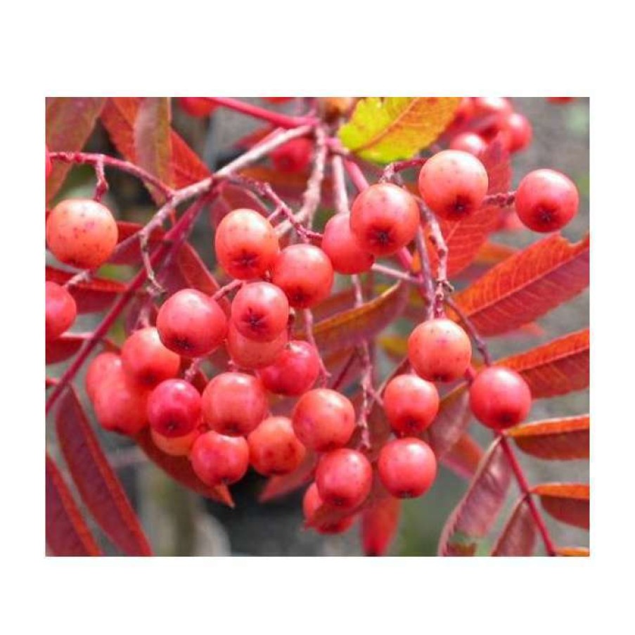 Winter Interest Plants * | Sorbus 'Eastern Promise' | Rowan Tree | 12L Pot | 150-180Cm | By Frank P Matthews