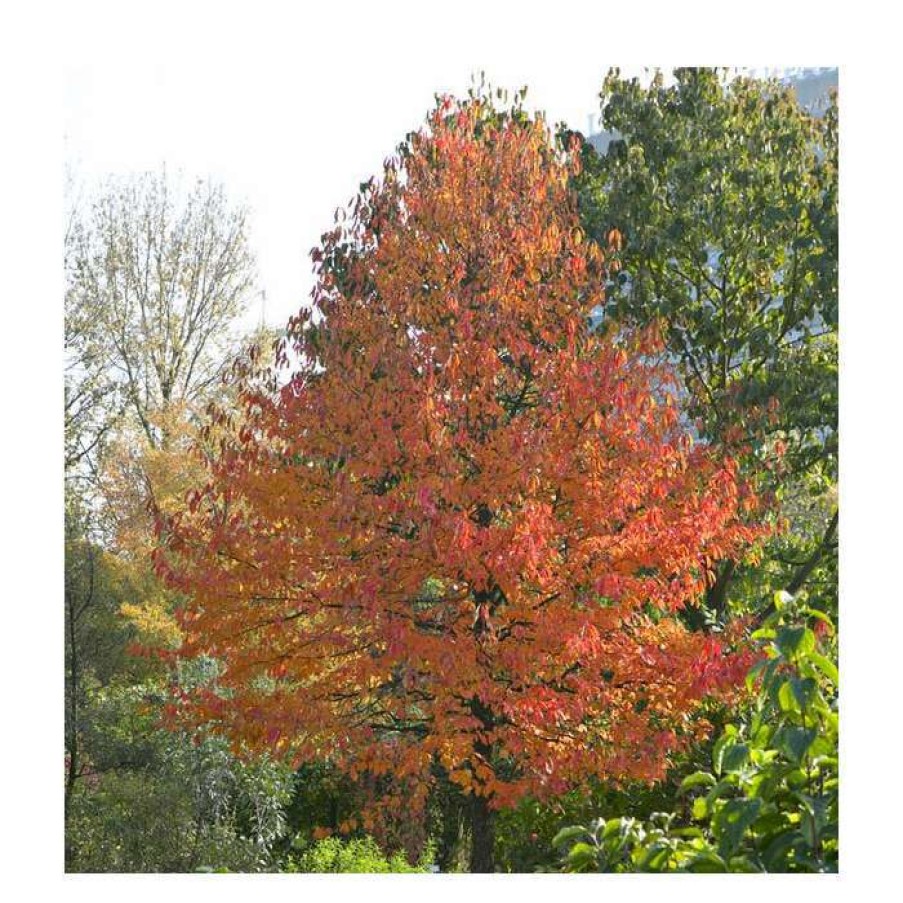 Ornamental Trees * | Nyssa Sylvatica | Tupelo Tree | 9L Pot | 120-150Cm