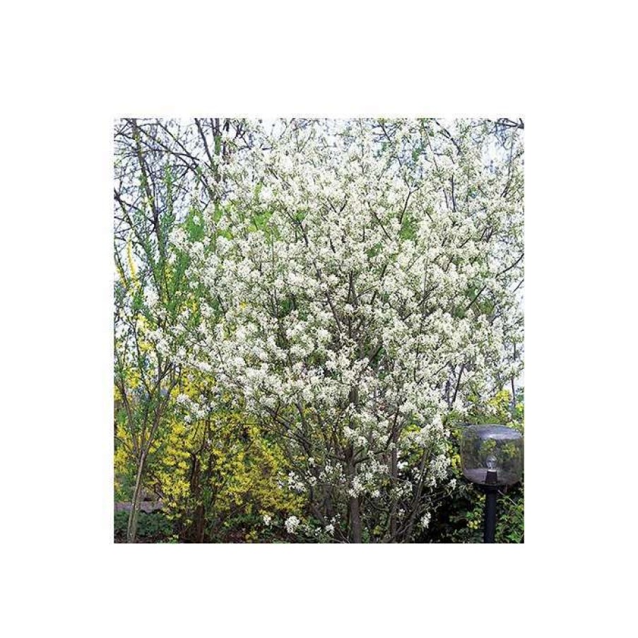 Ornamental Trees * | Amelanchier Lamarckii | Snowy Mespilus | 12L Pot | 150-180Cm | By Frank P Matthews