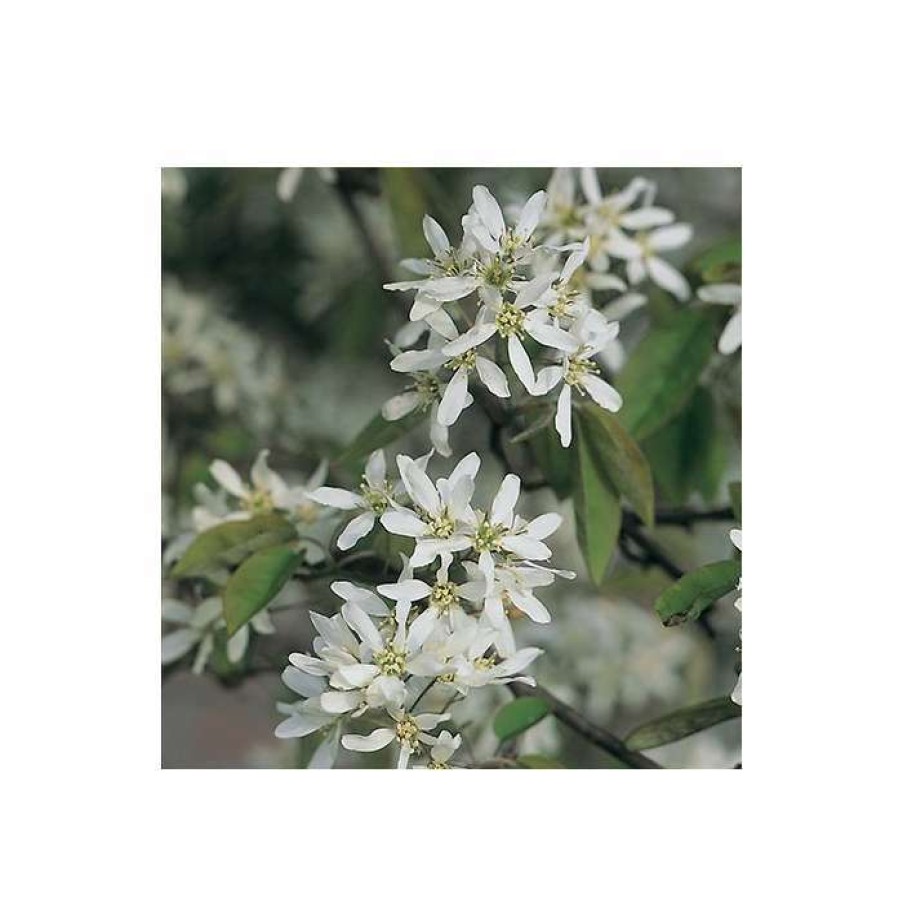 Ornamental Trees * | Amelanchier Lamarckii | Snowy Mespilus | 12L Pot | 150-180Cm | By Frank P Matthews