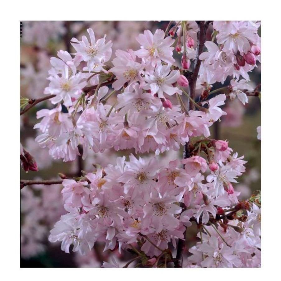 Ornamental Trees * | Prunus X Subhirtella 'Autumnalis Rosea' | Cherry Blossom Tree