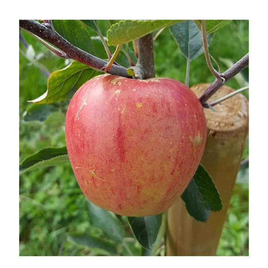 Fruit Trees * | Malus 'Paradice Gold ' | Apple Tree