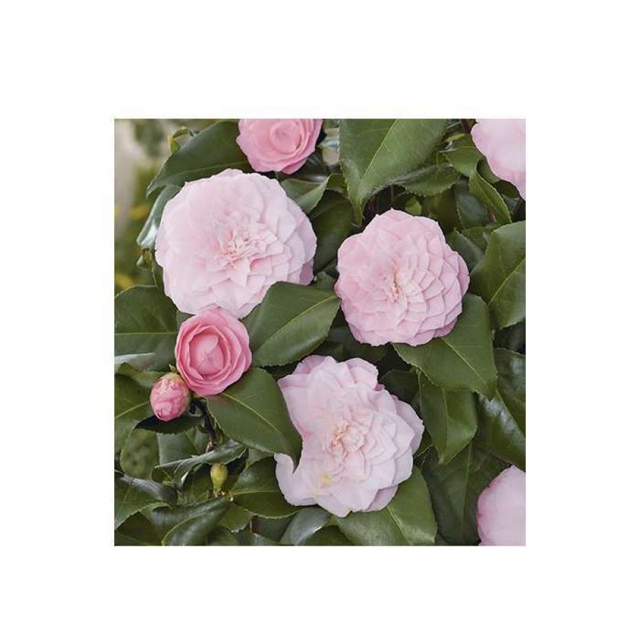 Ornamental Shrubs * | Camellia Japonica 'Nuccios Pearl'