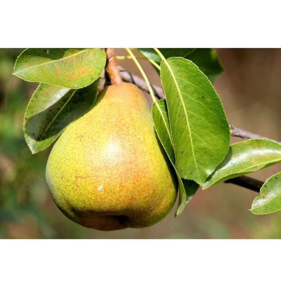 Fruit Trees * | 5Ft 'Conference' Pear Tree | Quince A Semi Dwarfing Rootstock | 12L Pot | By Frank P Matthews