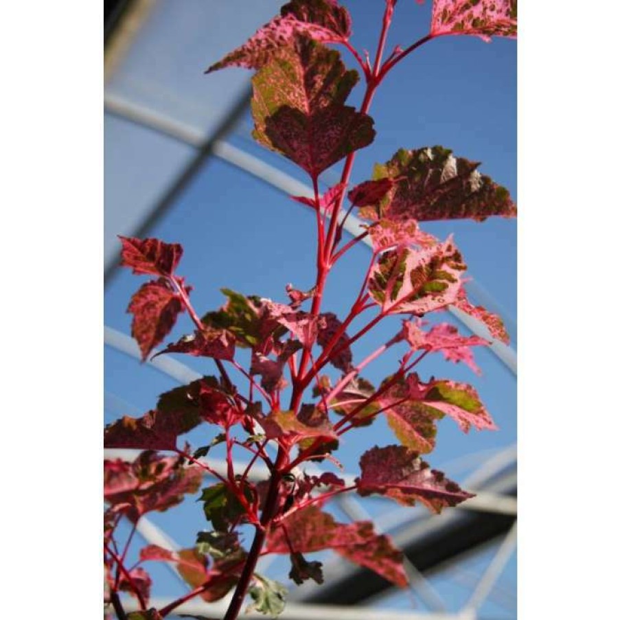 Ornamental Trees * | Acer 'Red Flamingo' | Maple Tree | 12L Pot | 150-180Cm | By Frank P Matthews