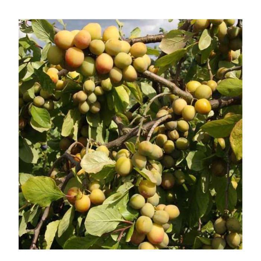 Fruit Trees * | 5Ft 'Stella`S Star Gage Tree | Sja Semi Vigorous Rootstock | 12L Pot | By Frank P Matthews