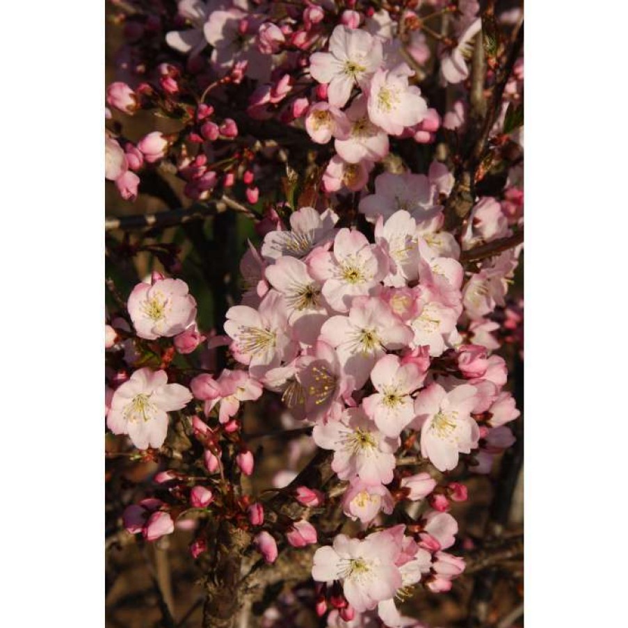 Ornamental Trees * | Prunus 'Tiltstone Hellfire' | Cherry Blossom Tree | 12L Pot | 150-180Cm | By Frank P Matthews