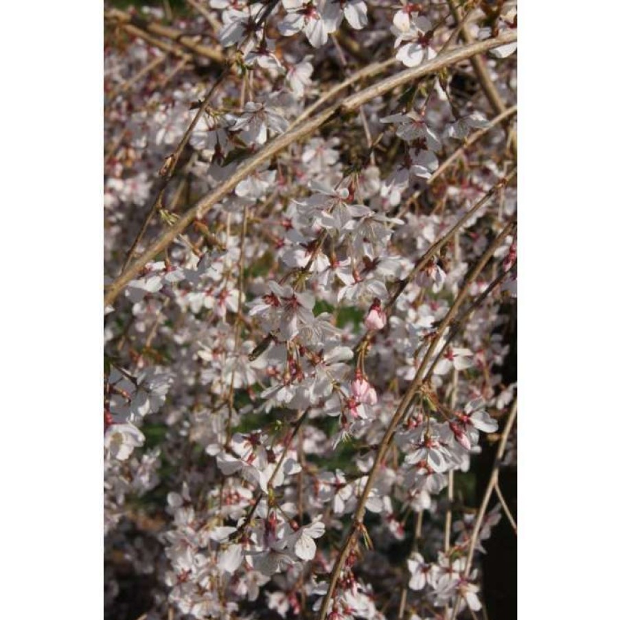 Ornamental Trees * | Prunus Pendula 'Pendula Rubra' | Weeping Cherry Blossom Tree | 11.5L Pot | 120-160Cm | By Frank P Matthews