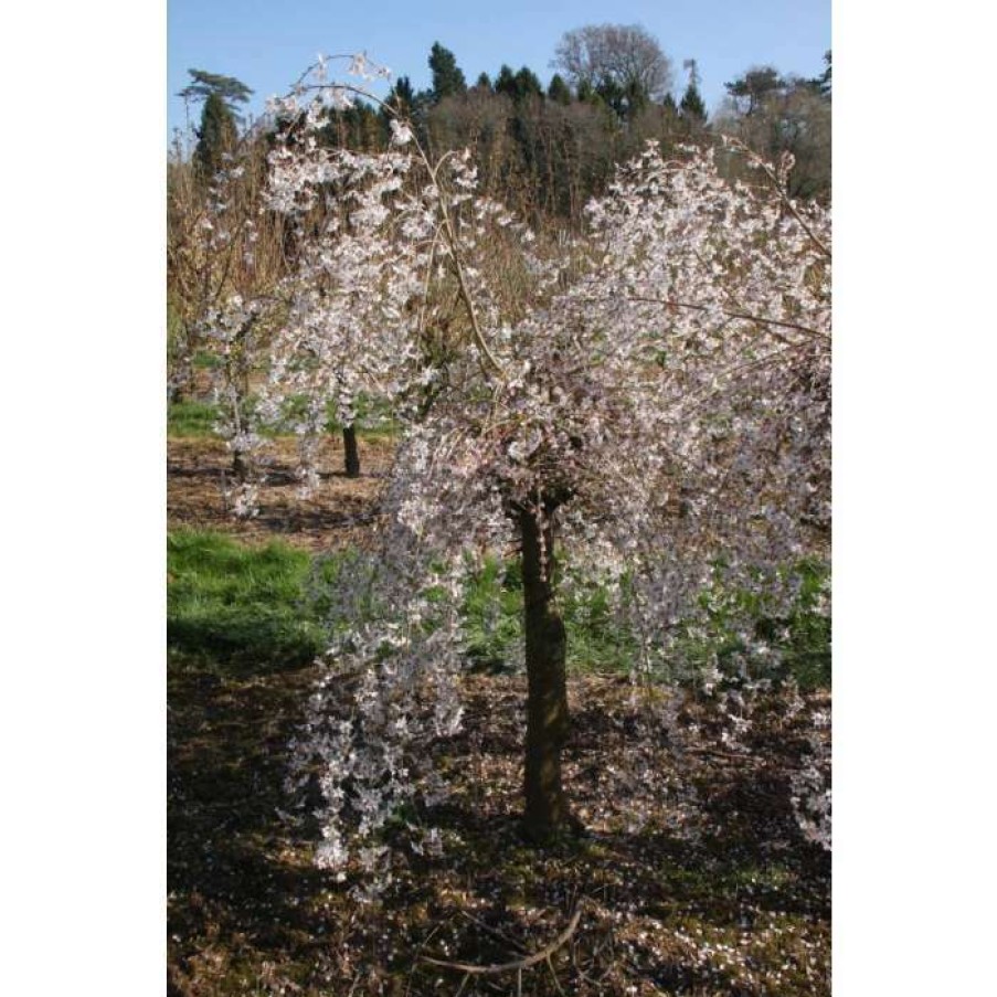 Ornamental Trees * | Prunus Pendula 'Pendula Rubra' | Weeping Cherry Blossom Tree | 11.5L Pot | 120-160Cm | By Frank P Matthews