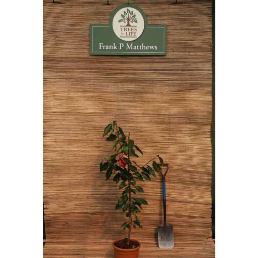 Fruit Trees * | 4Ft 'Stella' Patio Cherry Tree | Gisela 5 Semi Dwarfing Rootstock | 11.5L Pot | By Frank P Matthews