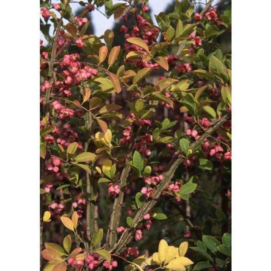 Ornamental Shrubs * | Euonymus Phellomanus | Corky Spindle Tree | 12L Pot | 150-180Cm | By Frank P Matthews