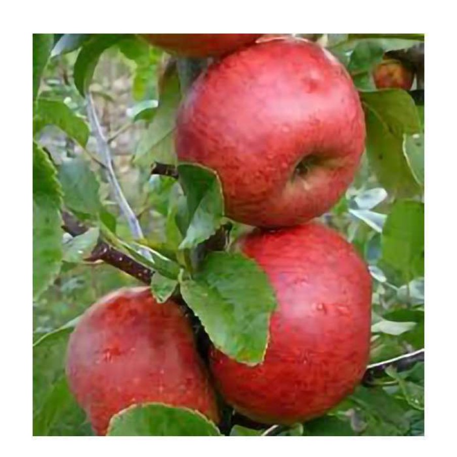 Fruit Trees * | 4Ft 'Red Windsor Patio Apple Tree | M27 Dwarfing Rootstock | 11.5L Pot | By Frank P Matthews