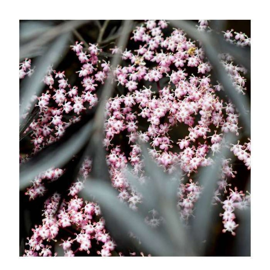 Ornamental Trees * | Sambucus Nigra Black Beauty | 12L Pot | 150-180Cm | By Frank P Matthews