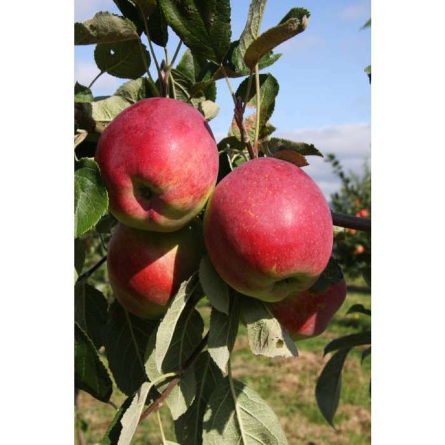 Fruit Trees * | 4Ft 'Eden' Patio Apple Tree | M27 Dwarfing Rootstock | 11.5L Pot | By Frank P Matthews