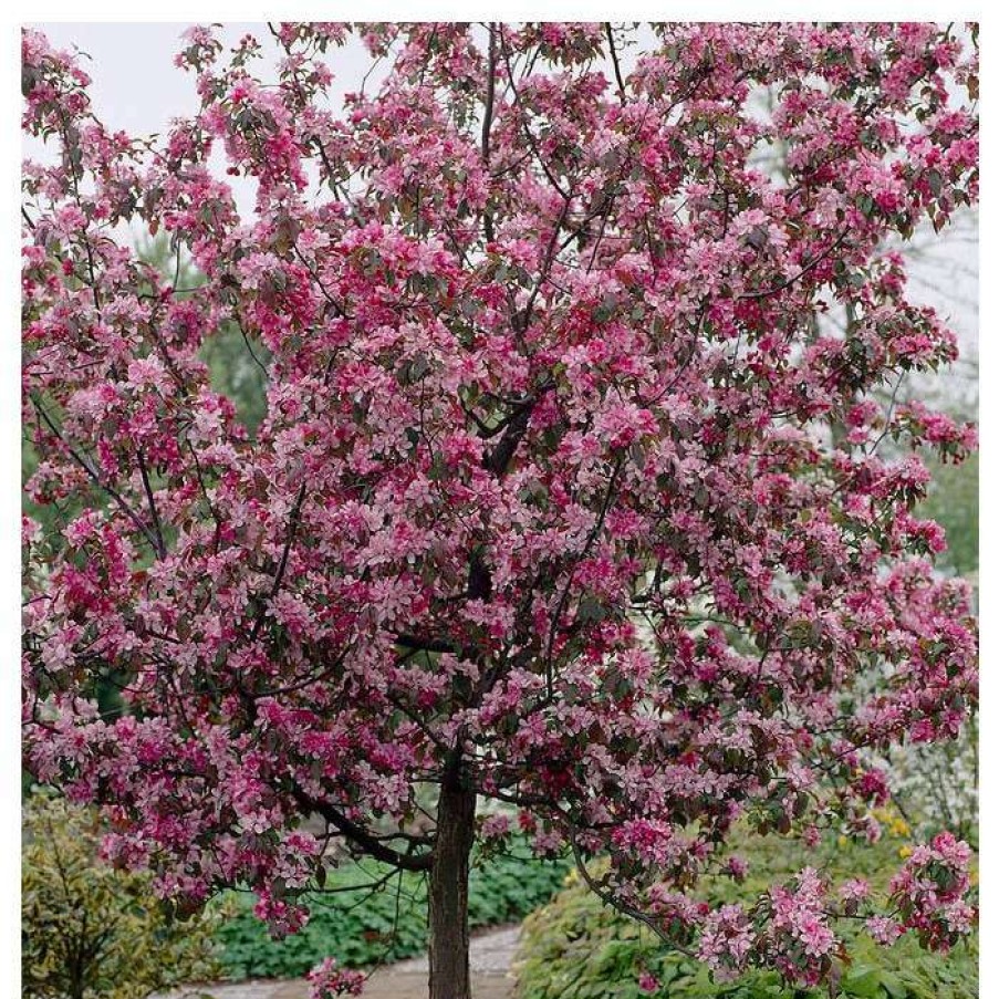 Ornamental Trees * | Malus 'Rudolph' | Purple Flowering Crab Apple Tree | 12L Pot | 150-180Cm | By Frank P Matthews