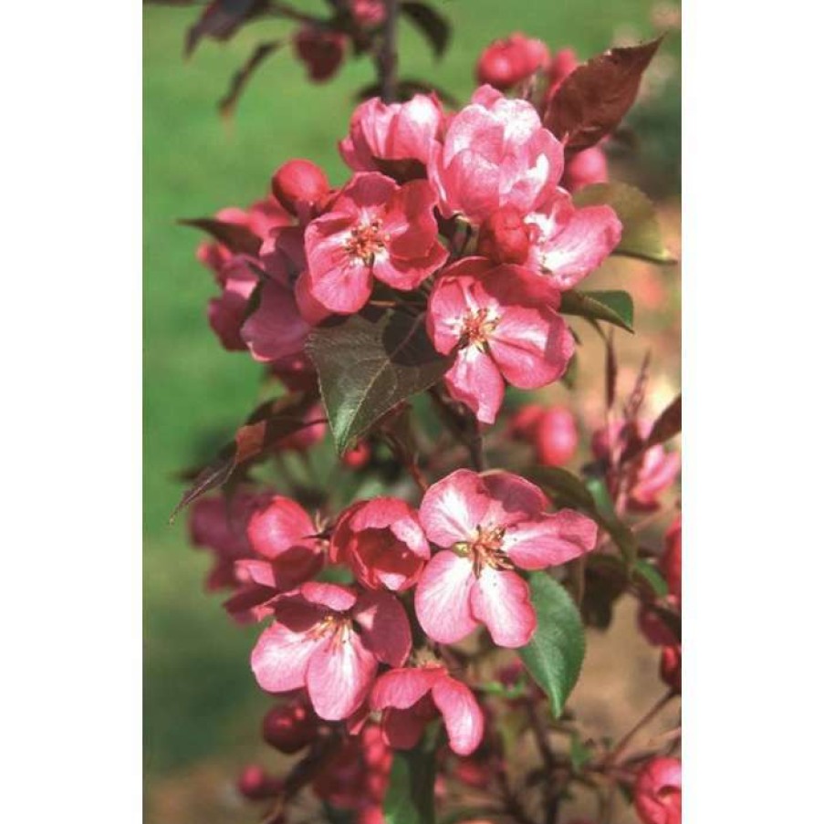 Ornamental Trees * | Malus 'Rudolph' | Purple Flowering Crab Apple Tree | 12L Pot | 150-180Cm | By Frank P Matthews