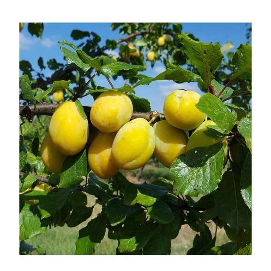 Fruit Trees * | 5Ft 'Yellow Pershore' Plum Tree | Vva-1 Semi Dwarfing Rootstock | 12L Pot | By Frank P Matthews