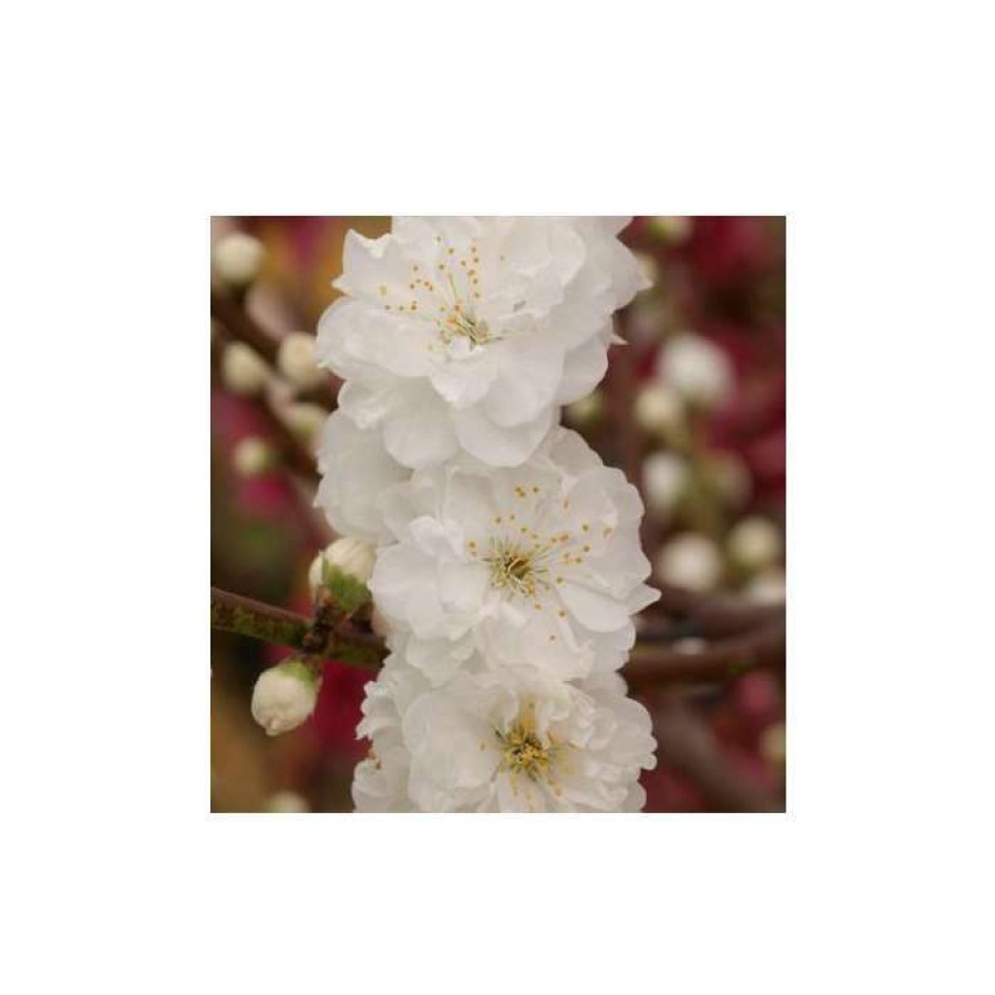 Ornamental Trees * | Prunus Persica Taoflora White | White Flowering Peach Tree | 10L Pot | 120-150Cm